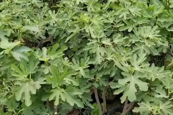 图片[2]-无花果树苗价格的波动和要点？了解无花果树苗价格需关注哪些因素？-会东网