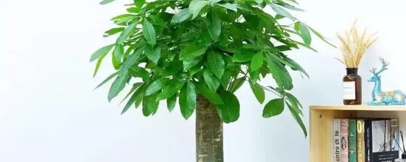 认识摇钱树外观的方法和重点？认识摇钱树外观要做好哪些细节？-会东网