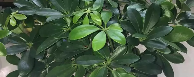 判断鸭掌木直接插土里能否成活的方法和重点？判断鸭掌木直接插土里能否成活要做好哪些细节？-会东网