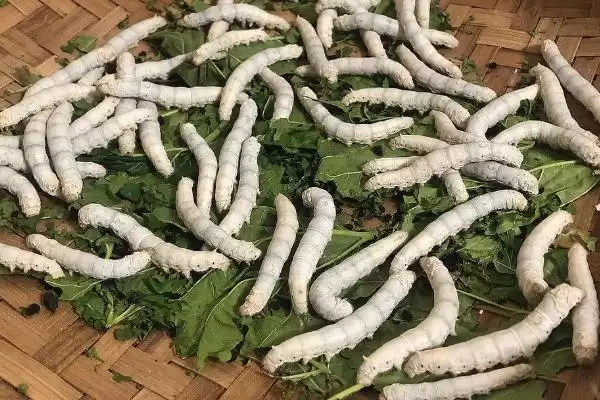 图片[2]-养蚕的方法和重点？养蚕要做好哪些细节？(2)-会东网