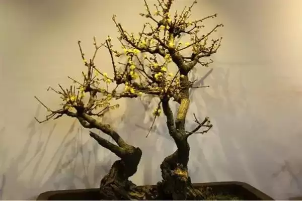 图片[7]-腊梅树夏季的形态特征 ,腊梅树夏季树干和枝叶啥样？-会东网