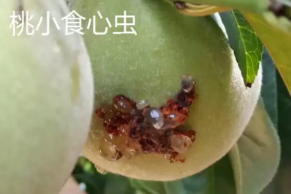 图片[3]-氯氰菊酯适合在什么时候打 ,氯氰菊酯防治不同虫害何时打-会东网