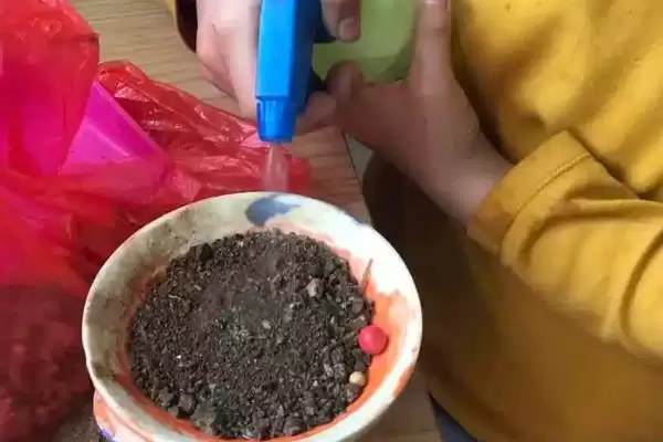图片[7]-蒲公英形态特征揭秘：株型较高草本植物的独特之处-会东网