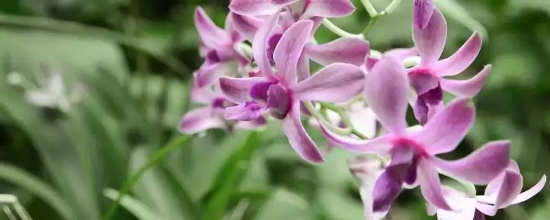 石斛兰有什么花语？了解石斛兰花语要探究哪些文化象征意义？-会东网
