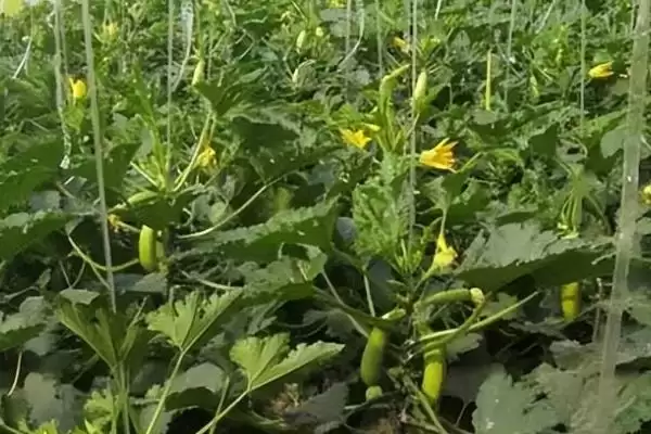 图片[4]-如何避免西葫芦落花落果？种植西葫芦要预防哪些落花落果问题？-会东网