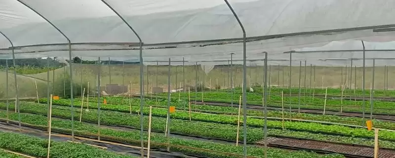 解决冬季蔬菜大棚滴水问题的方法和重点？解决冬季蔬菜大棚滴水问题要做好哪些细节？-会东网