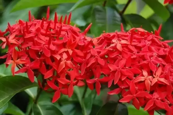图片[2]-龙船花的毒性问题 ,龙船花为什么是无毒植物呢？-会东网