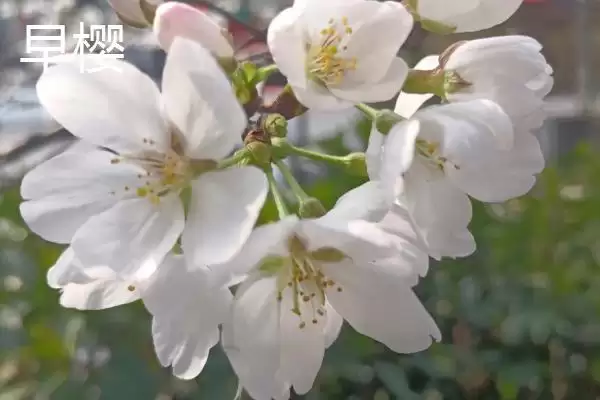 图片[4]-了解樱花花期的方法和重点？了解樱花花期要做好哪些细节？-会东网