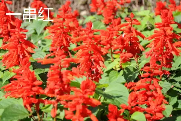 图片[3]-认识云南植物种类的方法和重点？认识云南植物种类要做好哪些细节？-会东网