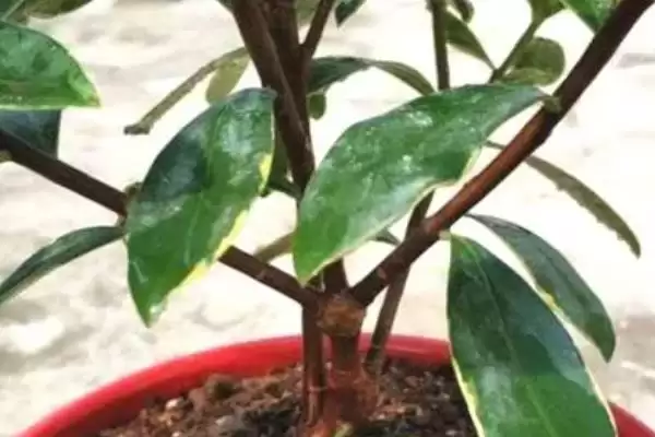 图片[7]-瑞香夏季的养殖方法？夏季养殖瑞香要掌握哪些关键的养殖要点？-会东网