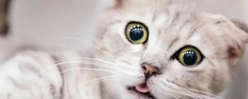 为什么猫的胡子不可剪？探究猫胡子不可剪原因要了解哪些猫咪生理和行为习性要点？-会东网