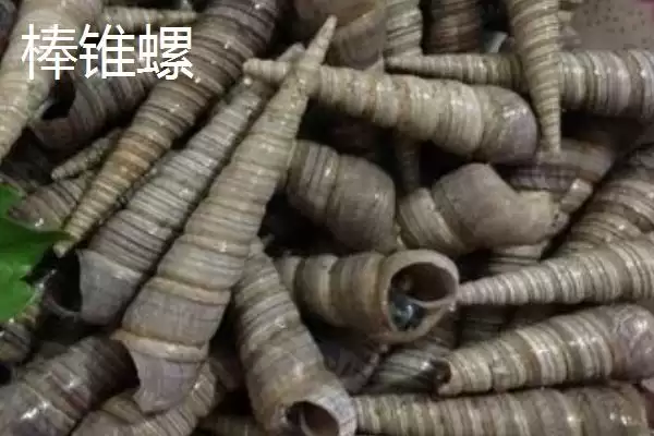 图片[3]-锥螺壳用途的种类和要点？了解锥螺壳用途需关注哪些方面？-会东网