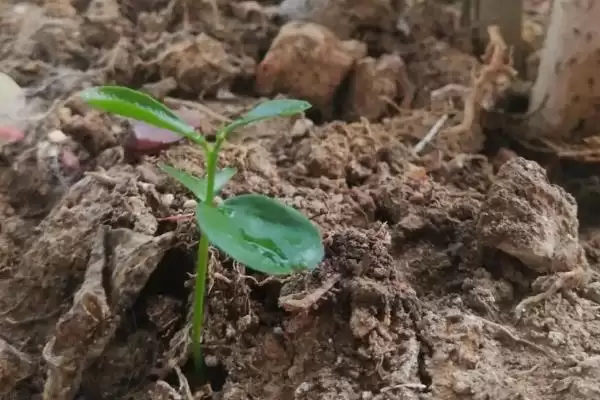 图片[5]-种植柚子树的方法和重点？种植柚子树要做好哪些细节？-会东网