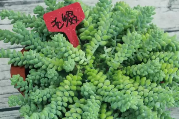 图片[3]-解决玉缀叶子干瘪萎缩问题的方法和重点？解决玉缀叶子干瘪萎缩问题要做好哪些细节？-会东网