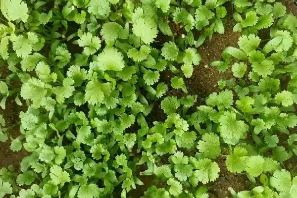 图片[4]-香菜春季播种适期的要点和判断？判断香菜春季播种时间需注意什么？-会东网