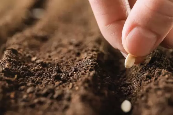 图片[3]-人参种子的种植方法？种植人参种子要遵循哪些详细步骤？-会东网