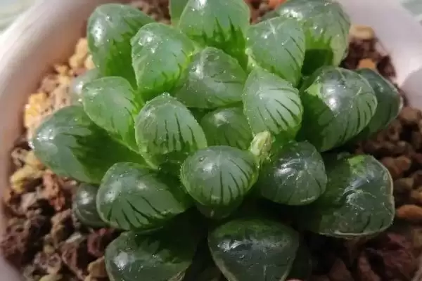 图片[2]-养殖玉露的方法和重点？养殖玉露要做好哪些细节？-会东网