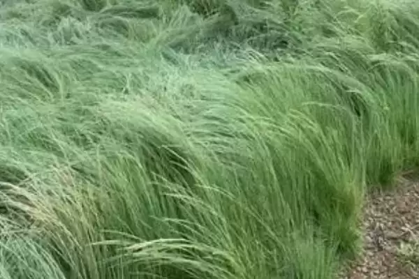 图片[3]-鼠茅草的产地？了解鼠茅草产地要知晓哪些主要的地域分布信息？-会东网