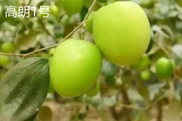 图片[4]-青枣成熟上市时间揭秘：不同品种上市时间差异原因-会东网
