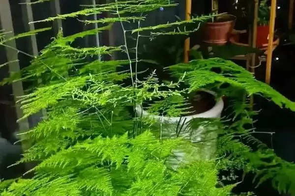图片[3]-文竹能不能放在卧室？判断文竹能否放卧室要考虑哪些健康、养护和风水因素？-会东网