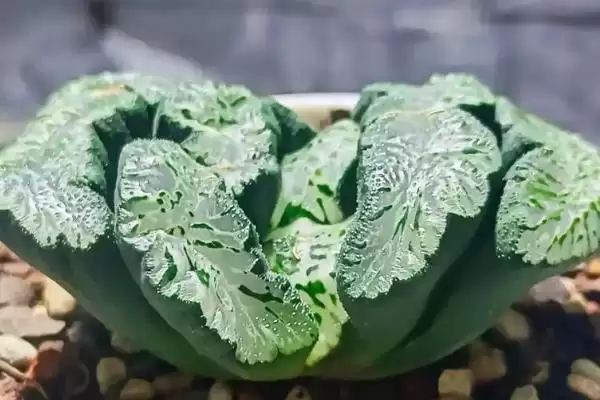 图片[3]-认识玉扇的方法和重点？认识玉扇要做好哪些细节？-会东网