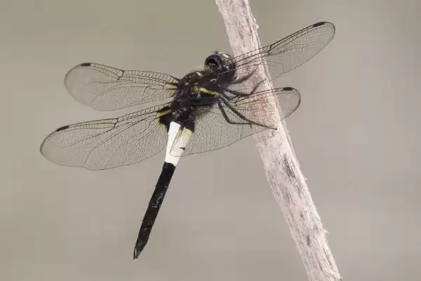 动物界的“眼王”:蜻蜓拥有超多眼睛的神奇秘密插图4 动物界的“眼王”:蜻蜓拥有超多眼睛的神奇秘密插图4