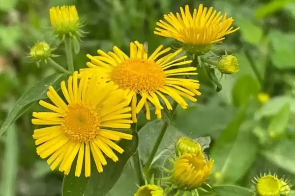 图片[5]-蒲公英形态特征揭秘：株型较高草本植物的独特之处-会东网