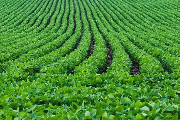 图片[2]-七月蔬菜种植清单：甘蓝、番茄、辣椒的应季栽培法-会东网