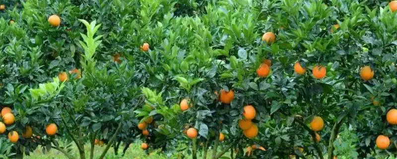 脐橙树花果期管理秘籍：根据树势疏花疏果的关键要点-会东网