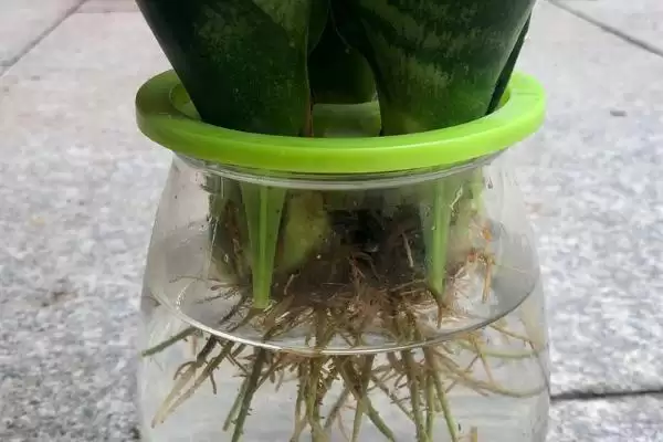 图片[2]-水培虎皮兰的养殖注意事项？水培虎皮兰要遵循哪些重要的养殖注意要点？-会东网