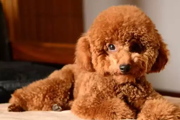 图片[2]-最好养的10种小型犬的种类和要点？选择小型犬需关注哪些品种？-会东网