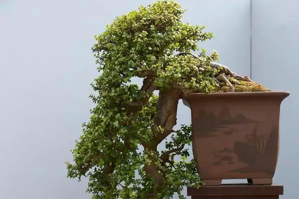 图片[7]-金枝玉叶的耐寒情况 ,金枝玉叶怕冷且能耐寒多少度-会东网