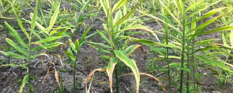 生姜的常见病害与防治方法？种植生姜防治常见病害要采取哪些措施？-会东网