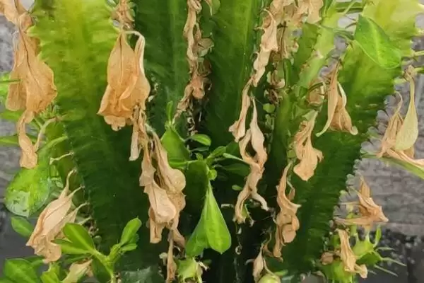 图片[2]-龙骨花叶子发黄的原因 ,浇水施肥过量如何致叶发黄？-会东网