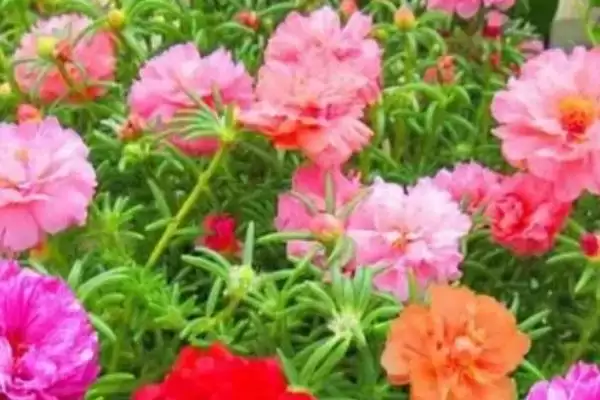 图片[2]-太阳花简介？认识太阳花要了解哪些关键的植物形态和生长特性要点？-会东网
