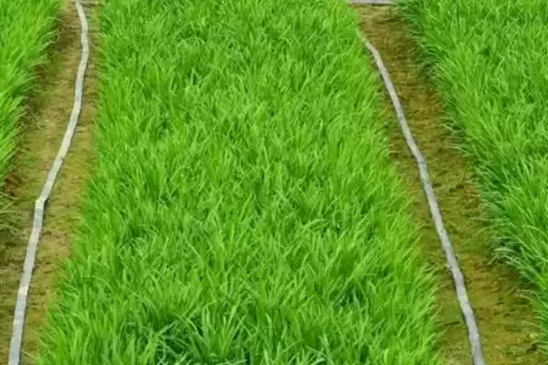 图片[3]-七月韭菜种植攻略：育苗后移栽7月可种的操作要点-会东网