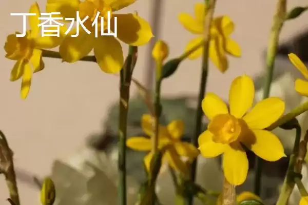 图片[4]-水仙花品种介绍？认识水仙花品种要了解哪些关键的品种特性和分类信息？-会东网