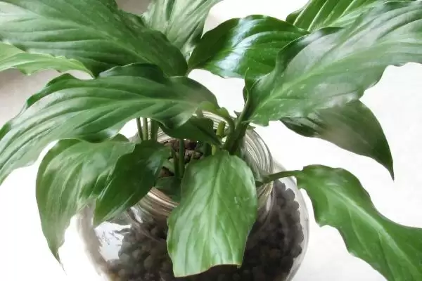 图片[2]-种植一帆风顺的方法和重点？种植一帆风顺要做好哪些细节？-会东网