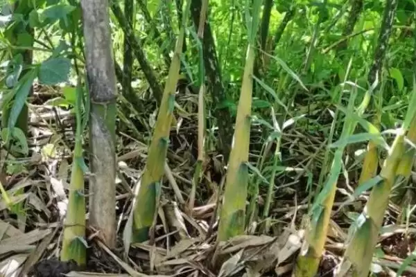 图片[3]-碳酸氢铵有什么作用？了解碳酸氢铵作用要知晓哪些关键的肥料功效和应用要点？-会东网