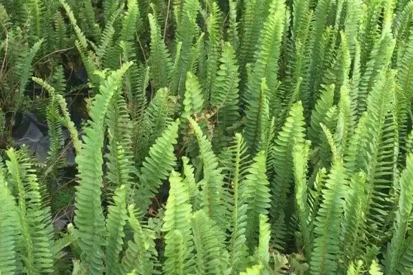图片[3]-种植肾蕨的前景和要点？种植肾蕨需关注哪些市场发展要素？-会东网