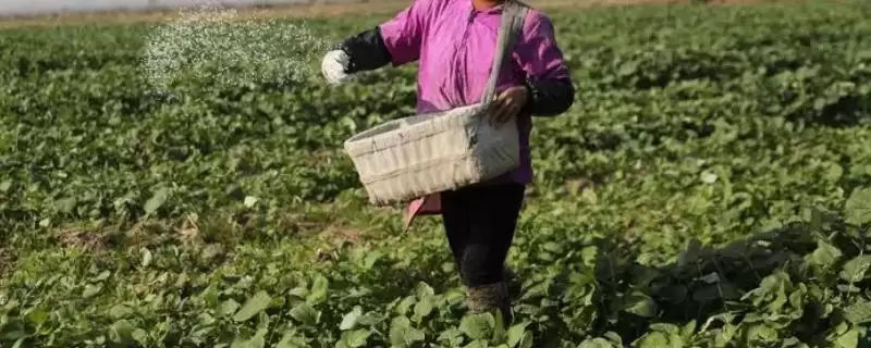 腊末施腊肥的注意事项 ,腊末施腊肥为何要因作物而异？-会东网
