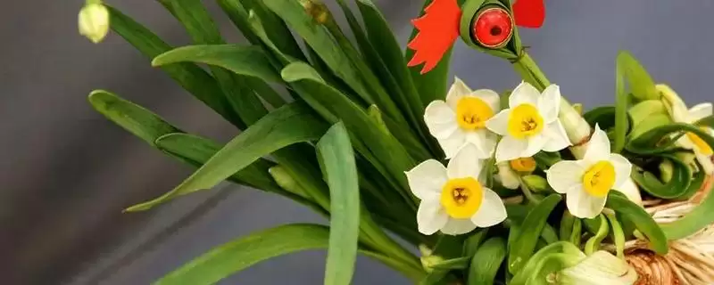 水仙花能不能在室内养?判断水仙花能否室内养殖要考虑哪些健康和养护因素?-会东网