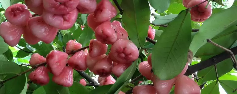 莲雾的价格范围 ,莲雾价格受哪些因素影响呢？-会东网