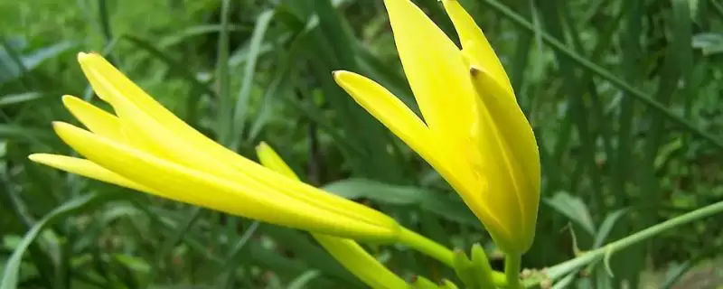 金针菜的别称 ,金针菜还有哪些别的名称呢-会东网