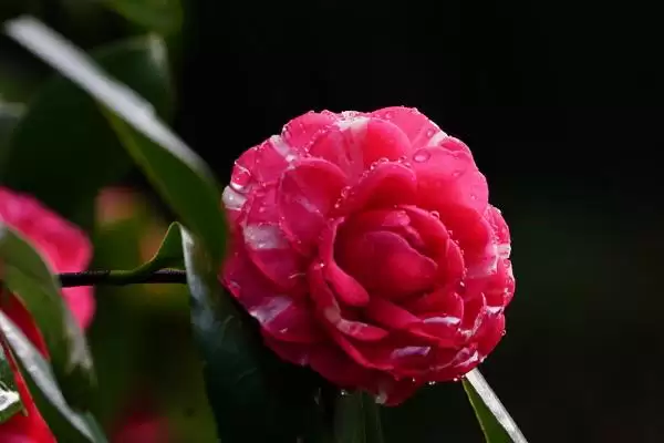 图片[3]-山茶花的花语？了解山茶花花语要探究哪些文化象征意义？-会东网