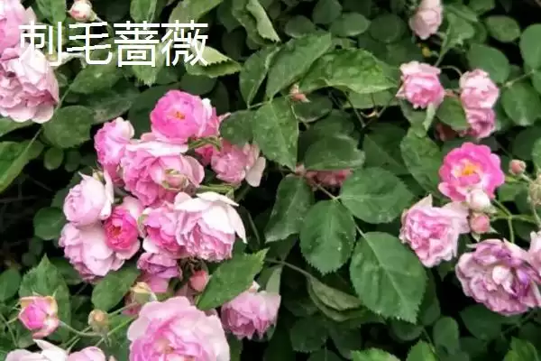 图片[8]-蔷薇花种类大集合：多数为世界著名观赏植物的品种介绍-会东网