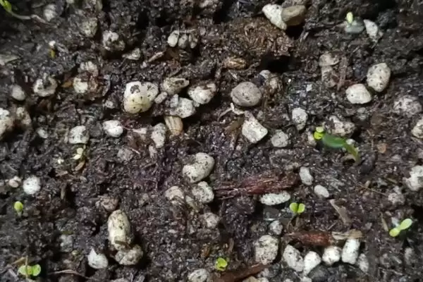 图片[6]-蒲公英形态特征揭秘：株型较高草本植物的独特之处-会东网