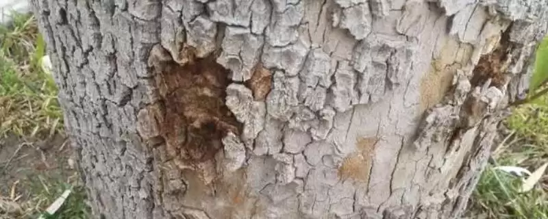 树干被虫蛀了如何处理？处理树干被虫蛀问题要采取哪些有效的防治措施？-会东网