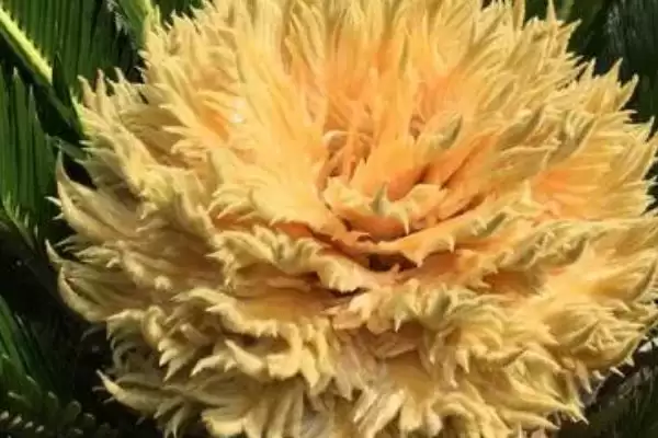 图片[2]-铁树会不会开花？判断铁树是否开花要了解哪些铁树生长和环境影响要点？-会东网