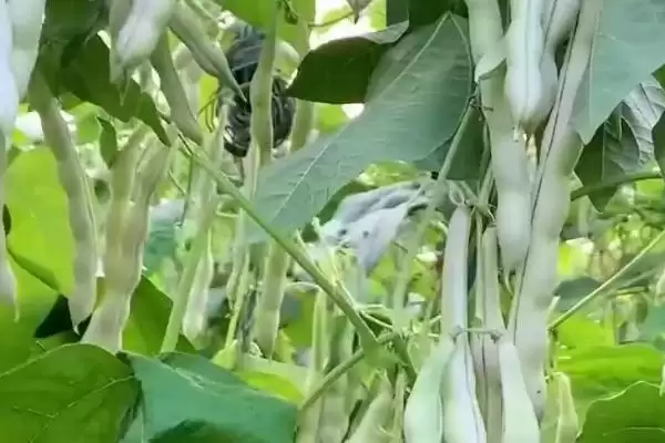 图片[4]-山东芸豆的种植方法？种植山东芸豆要遵循哪些科学的种植流程？-会东网